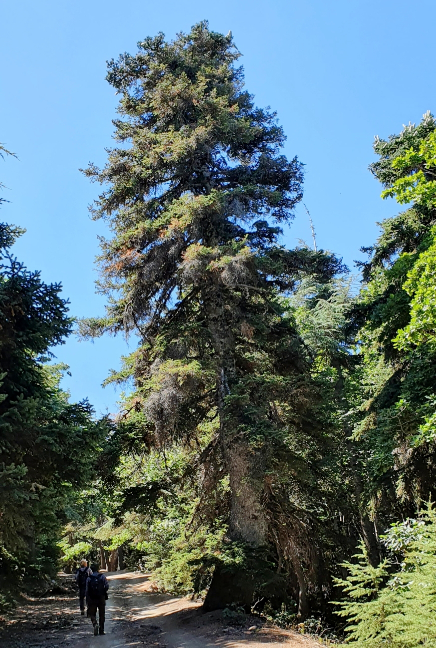 Abies numidica (Algerian Fir) (alternate view 9)