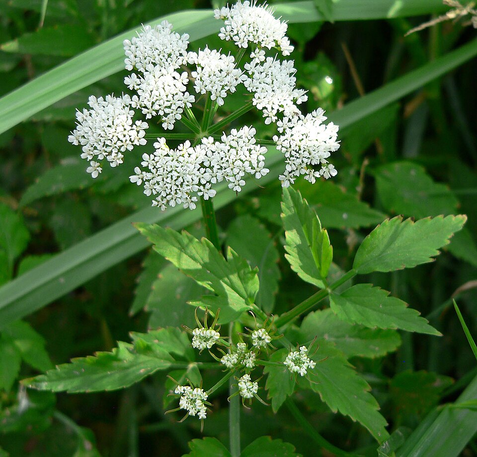 Berula erecta (cutleaf water parsnip)