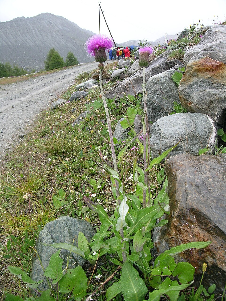 Cirsium heterophyllum (Melancholy Thistle)
