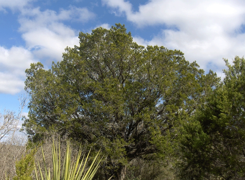 Quercus fusiformis (Texas live oak) (alternate view 2)