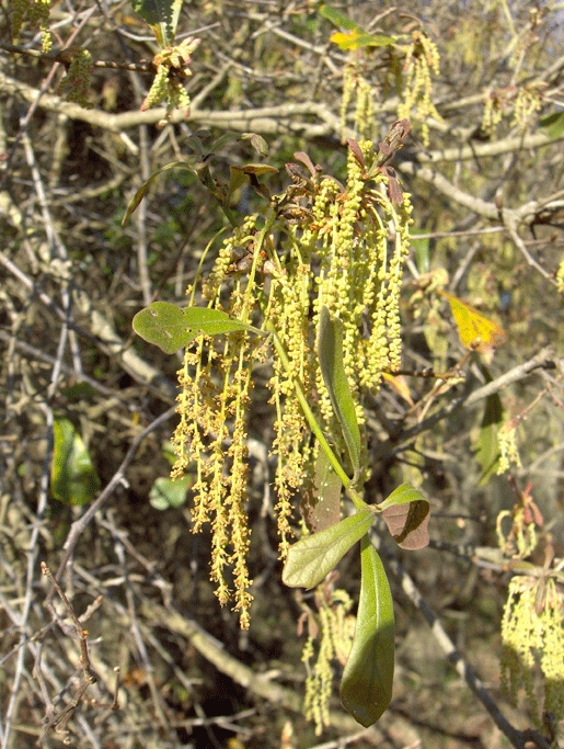 Quercus nigra (water oak)