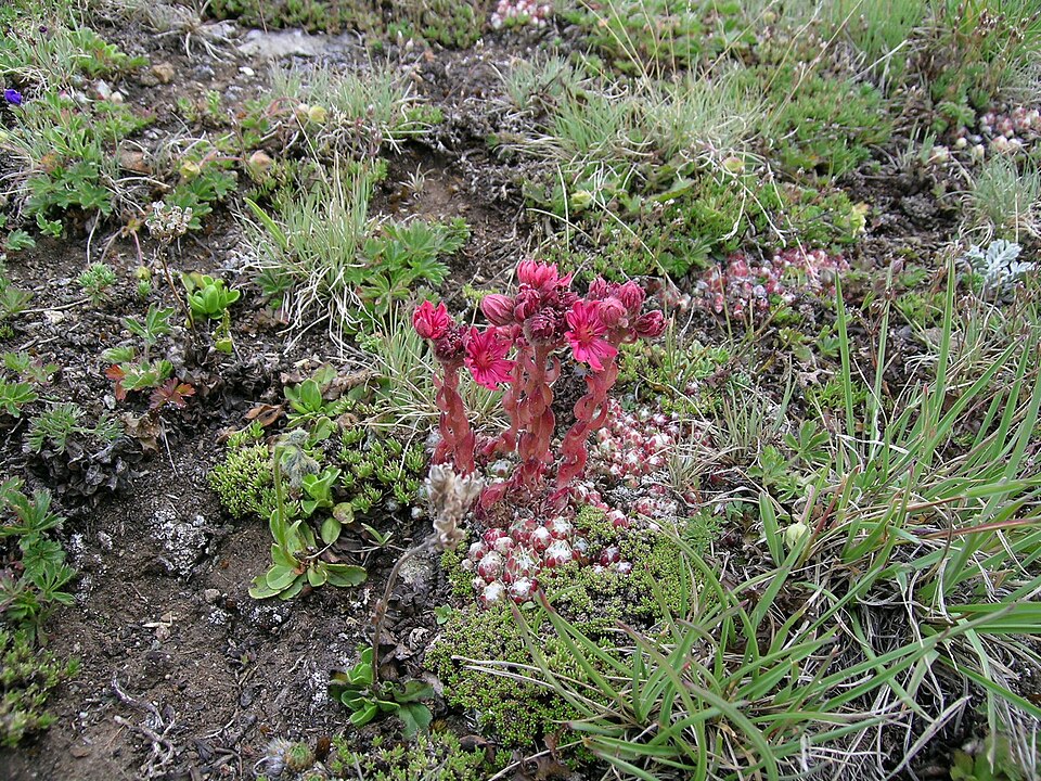 Sempervivum arachnoideum (cobweb houseleek) (alternate view 6)
