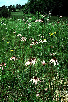 Echinacea pallida (Pale Purple Coneflower) (alternate view 5)