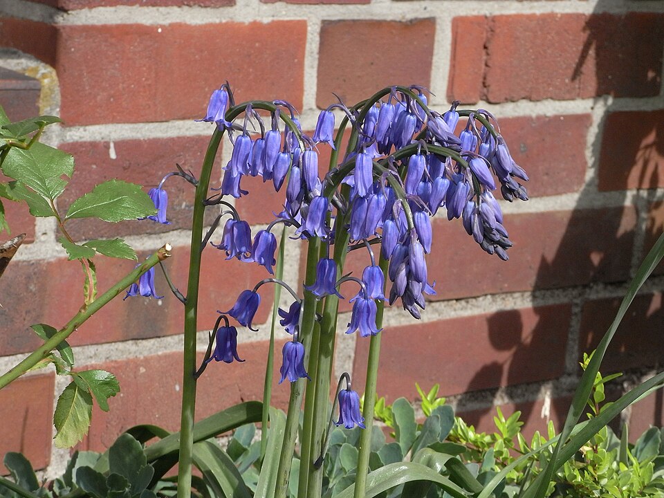 Hyacinthoides × massartiana (Hybrid bluebell) (alternate view 6)