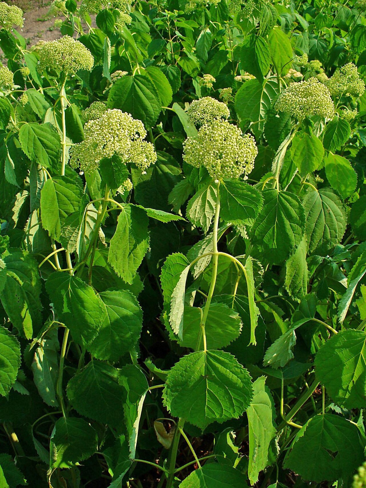 Hydrangea arborescens, Smooth hydrangea — mounding deciduous (Hydrangeaceae) (image 2 of 10)