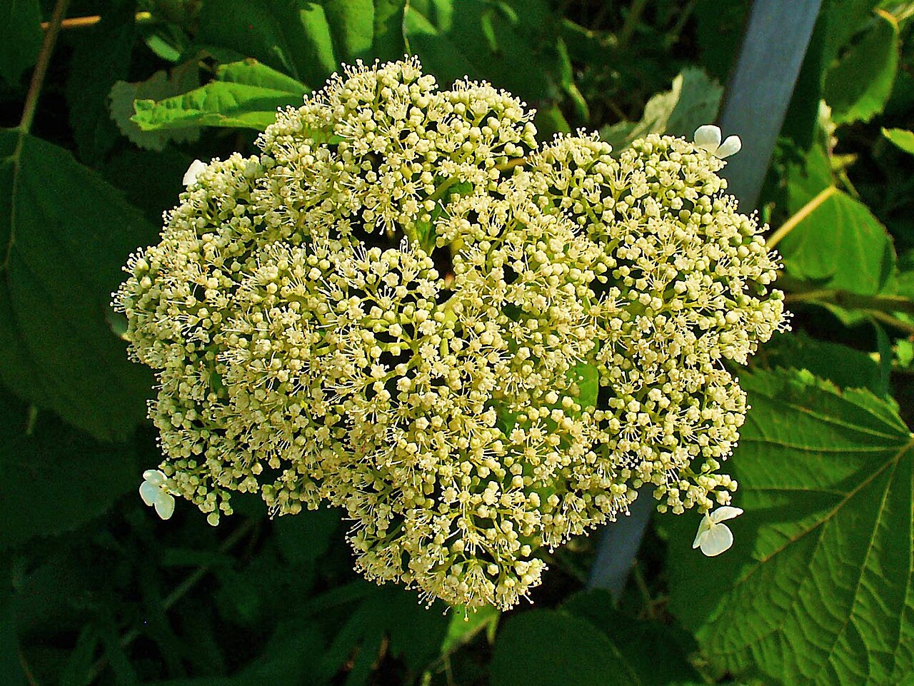 Hydrangea arborescens, Smooth hydrangea — mounding deciduous (Hydrangeaceae) (image 3 of 10)