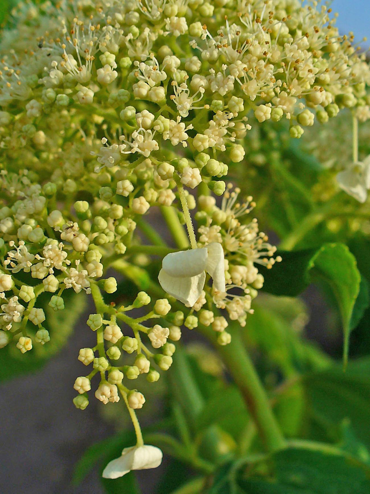 Hydrangea arborescens, Smooth hydrangea — mounding deciduous (Hydrangeaceae) (image 4 of 10)