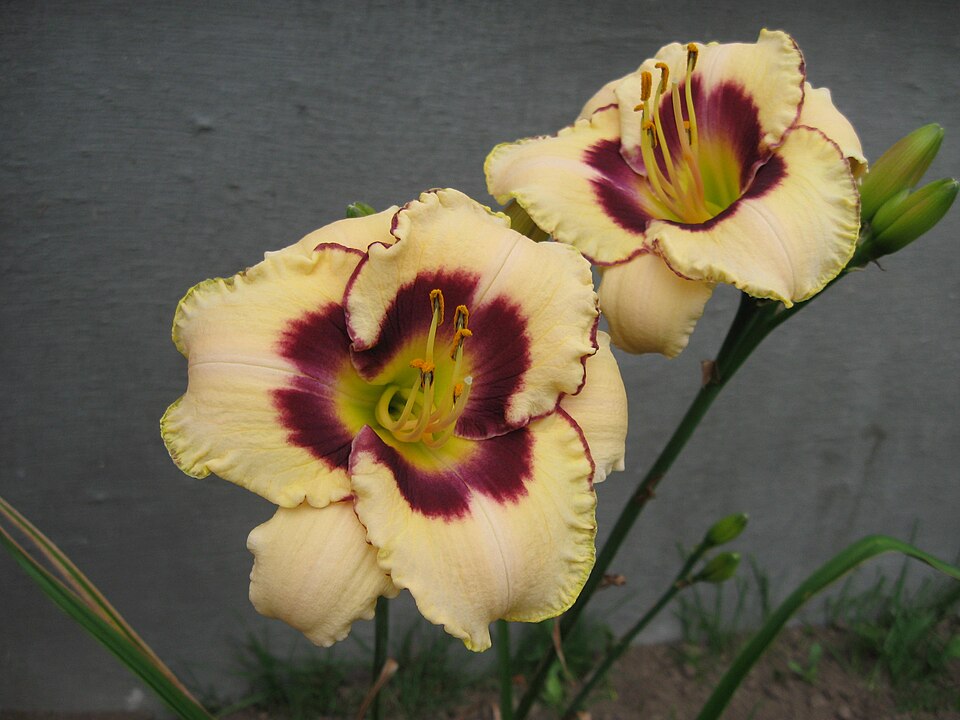 Hemerocallis 'Canadian Border Patrol' (Canadian Border Patrol Daylily) (alternate view 2)