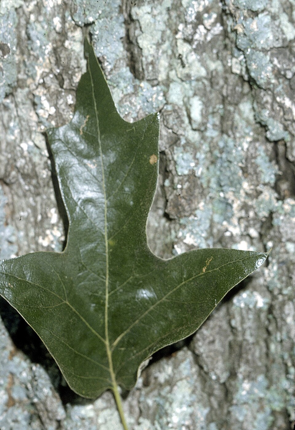 Quercus falcata (Southern Red Oak Tree) (alternate view 6)