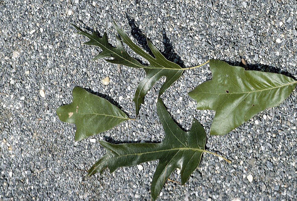 Quercus falcata (Southern Red Oak Tree) (alternate view 7)