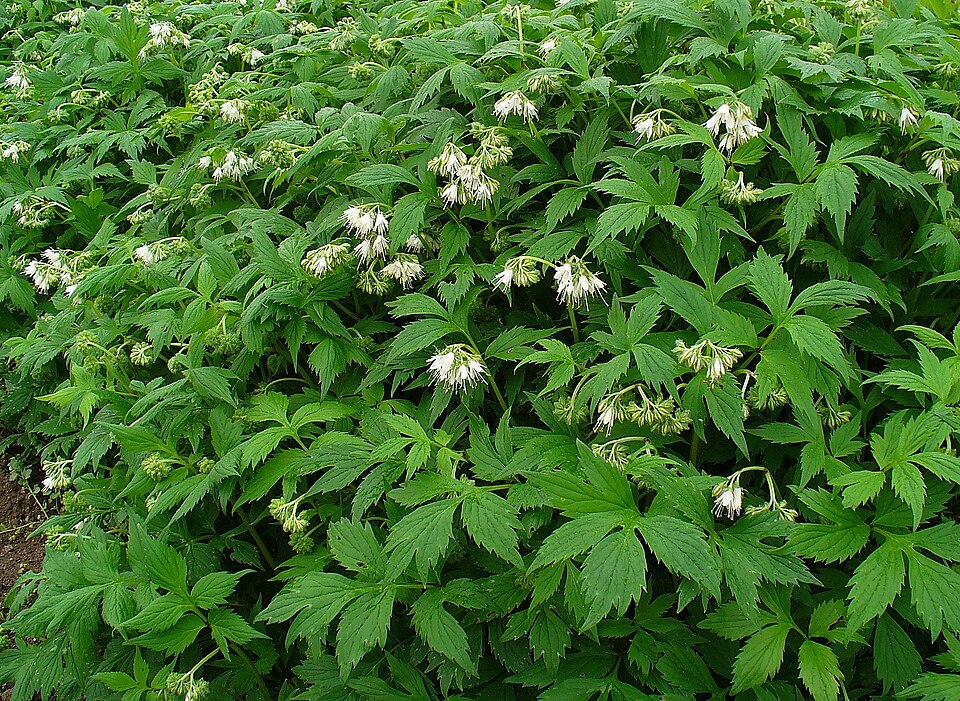 Hydrophyllum virginianum (Virginia waterleaf)