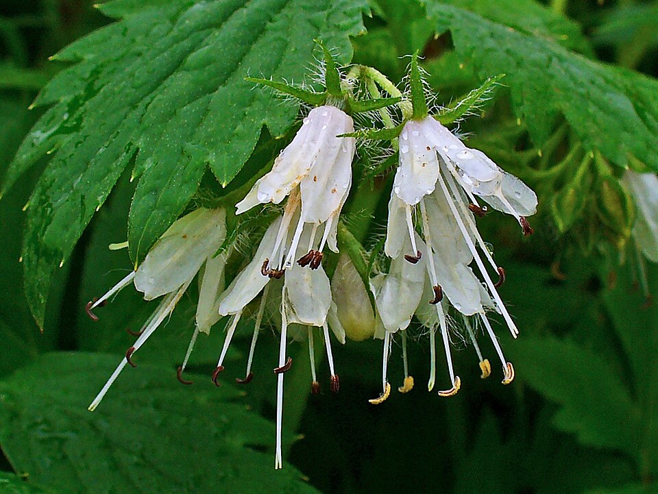 Hydrophyllum virginianum (Virginia waterleaf)