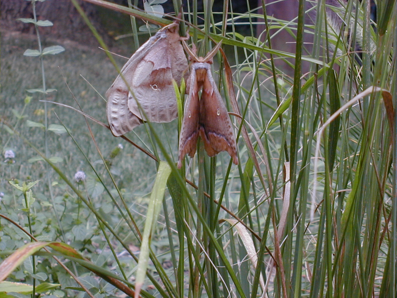 Calamagrostis acutiflora, Feather reed grass — clumping deciduous (Poaceae) (image 1 of 10)