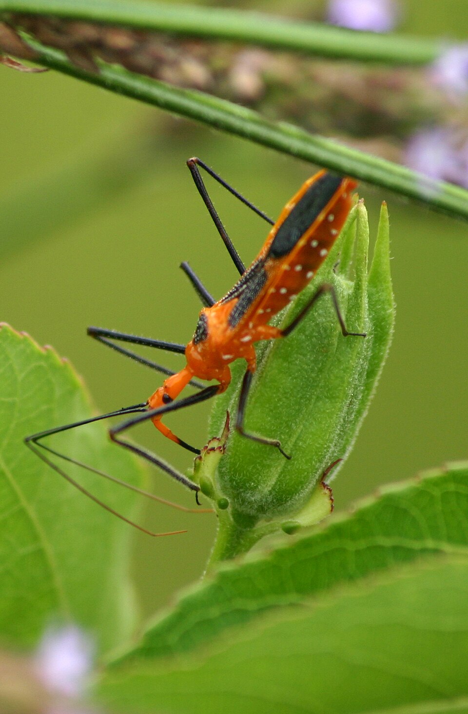 Passiflora incarnata (purple passionflower)