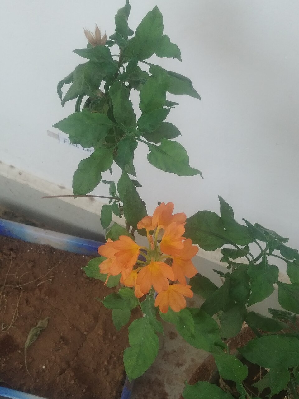 Crossandra (Crossandras)