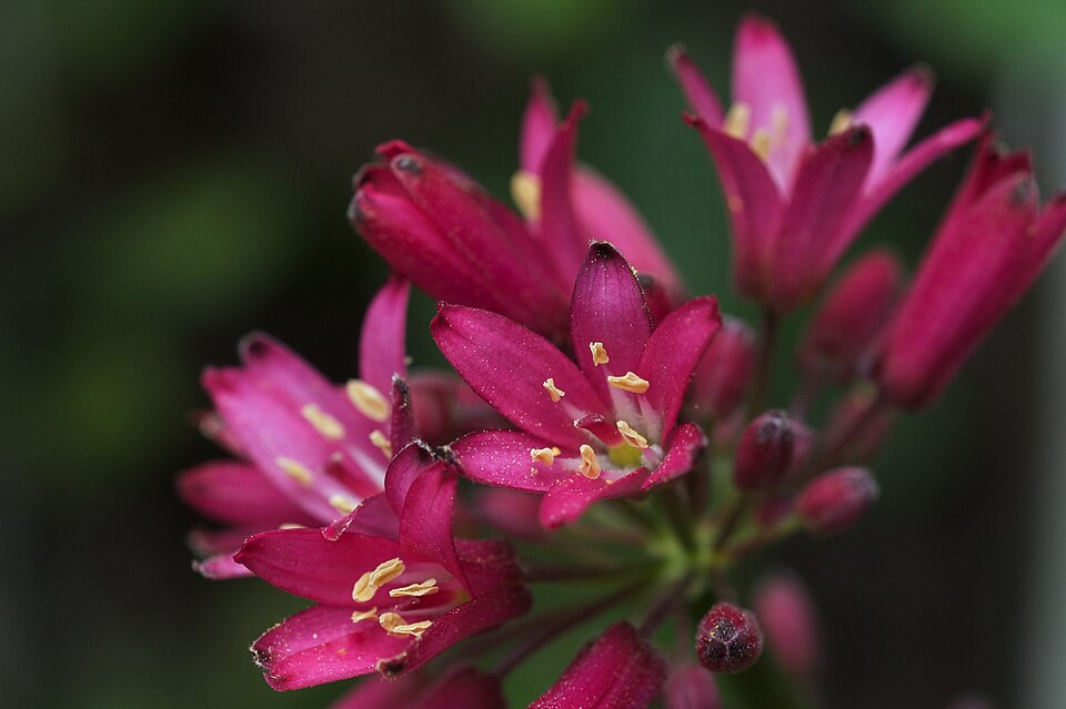 Clintonia andrewsiana (Andrews' Clintonia) (alternate view 7)
