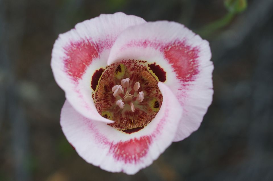 Calochortus venustus (Butterfly Mariposa Lily) (alternate view 3)