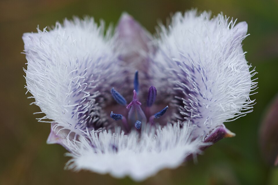 Calochortus tolmiei (Tolmie's pussy ears) (alternate view 3)