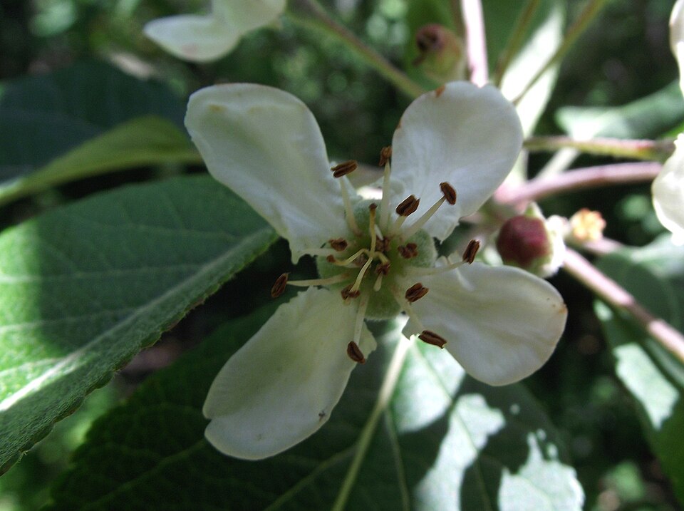 Malus fusca (crabapple) (alternate view 7)