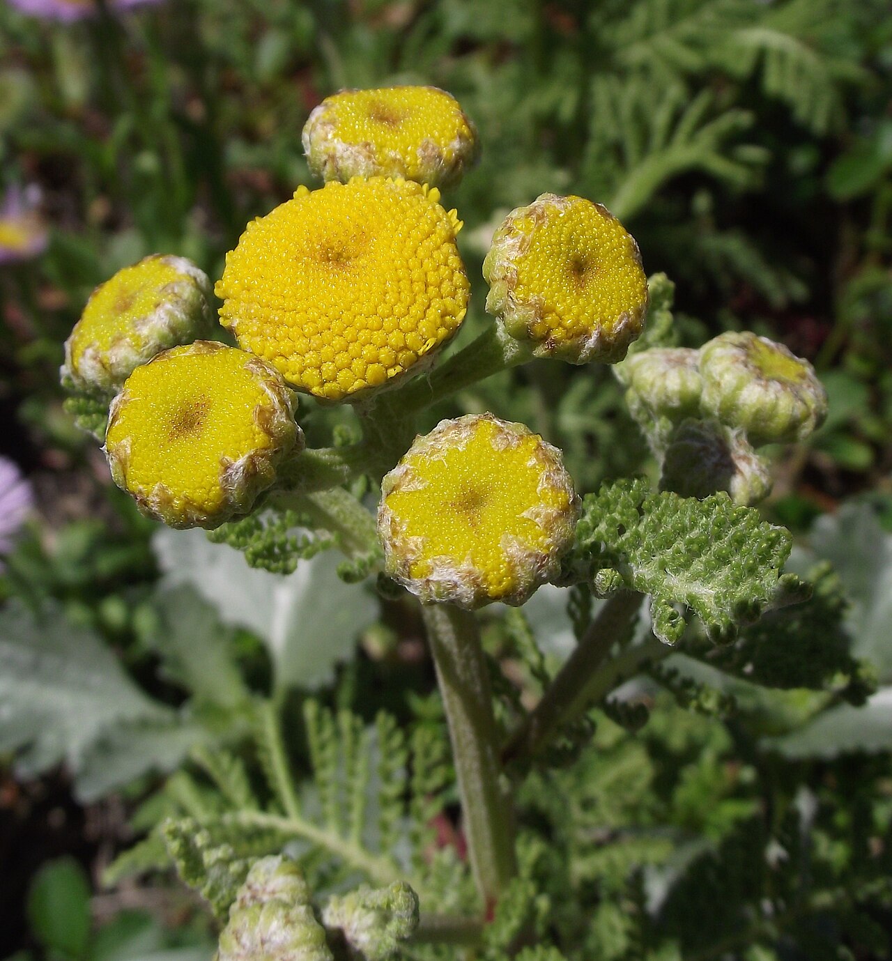 Tanacetum camphoratum (camphor tansy)