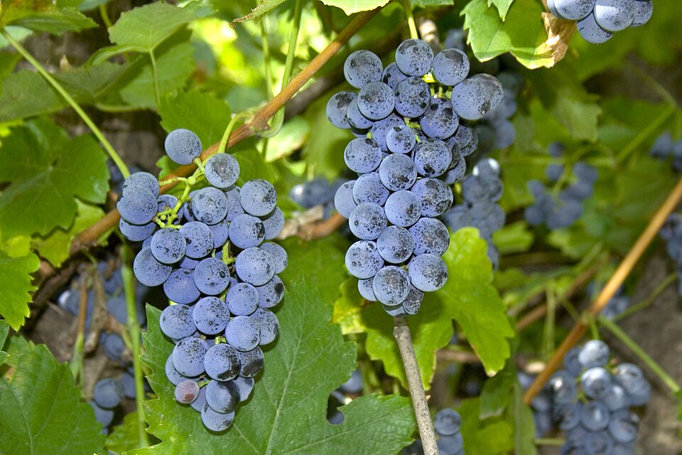 Vitis labrusca (fox grape) (alternate view 8)