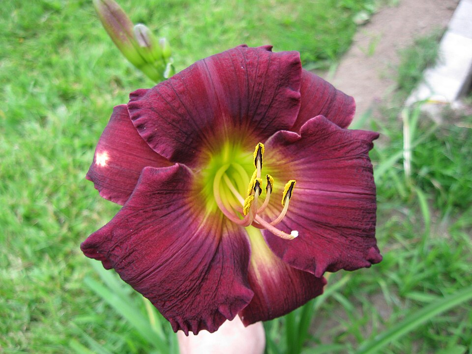 Hemerocallis 'Bela Lugosi' (Bela Lugosi Daylily)