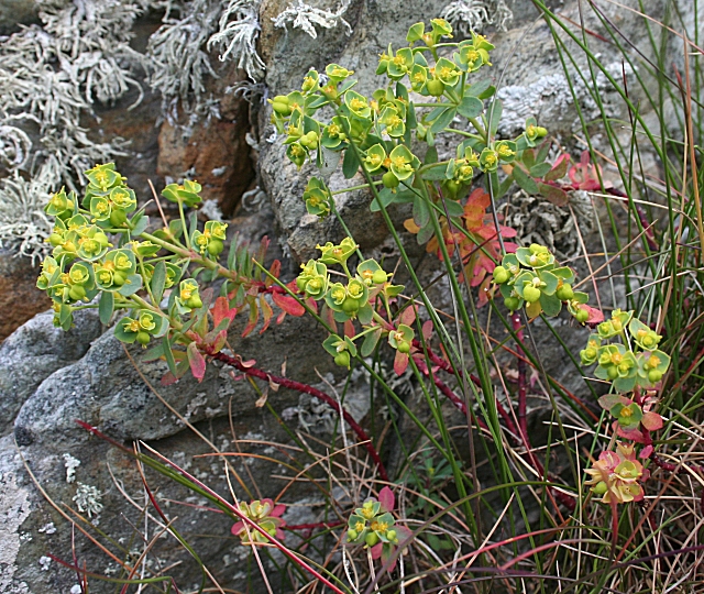 Euphorbia portlandica (Portland Spurge) (alternate view 7)