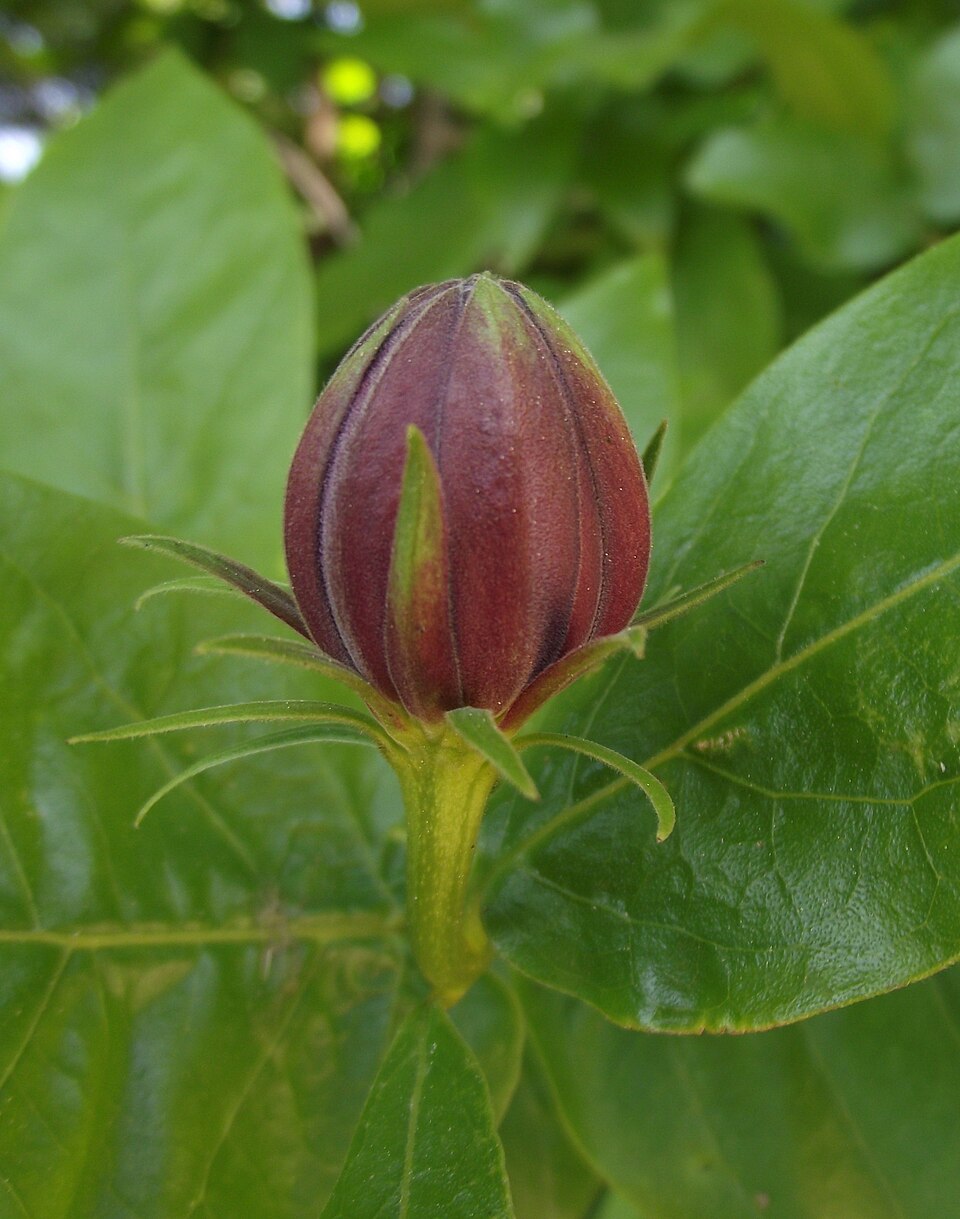 Calycanthus occidentalis (Western Spice Bush) (alternate view 6)