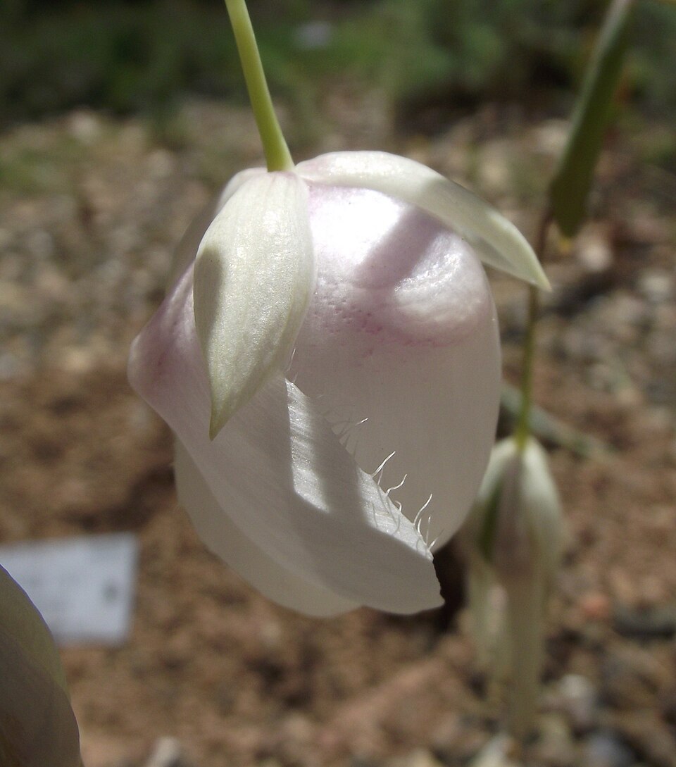 Calochortus albus (White Globe Lily) (alternate view 7)
