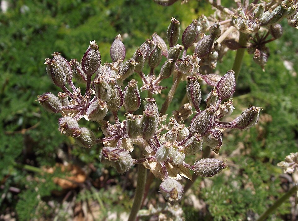 Lomatium dasycarpum (woollyfruit desertparsley) (alternate view 7)