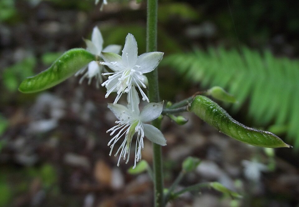 Beesia deltophylla (beesia) (alternate view 5)