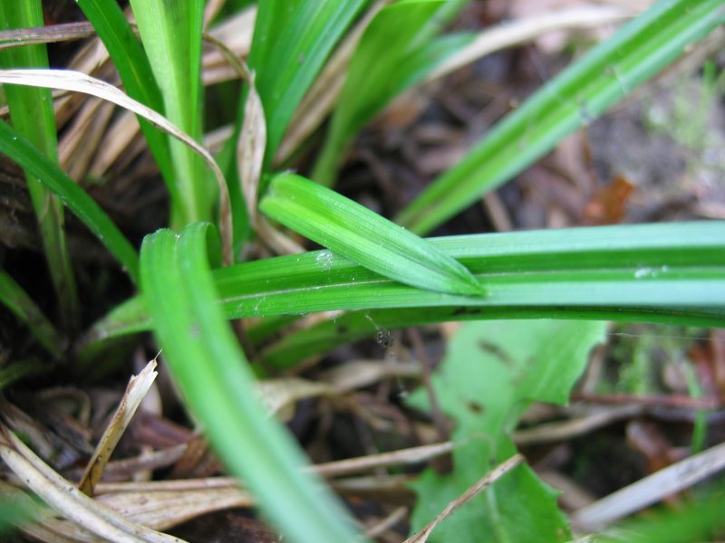 Carex sylvatica (European Woodland Sedge)