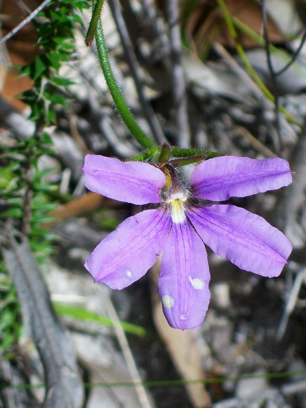 Scaevola ramosissima (Hairy Fan-flower)