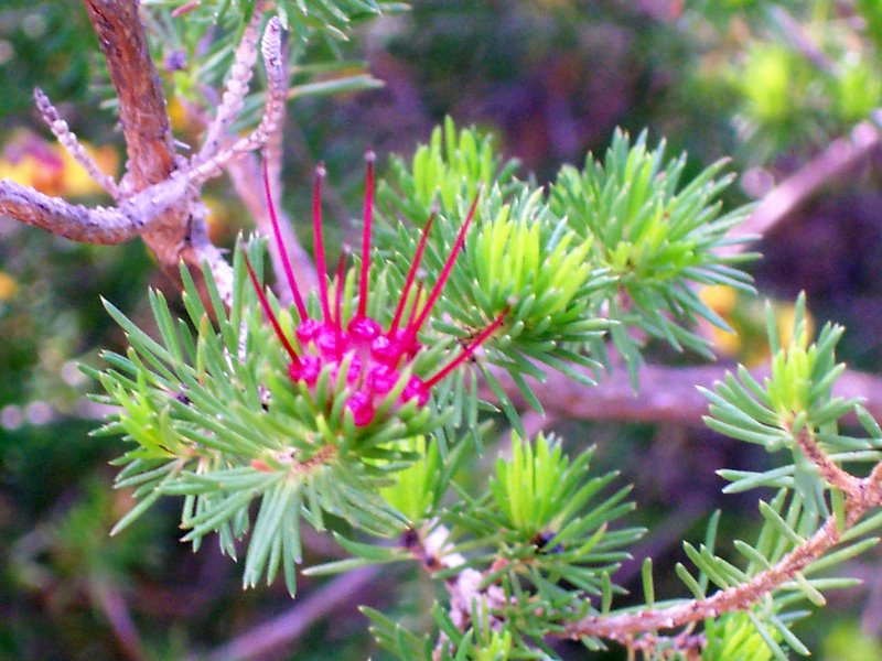 Darwinia fascicularis (clustered darwinia)