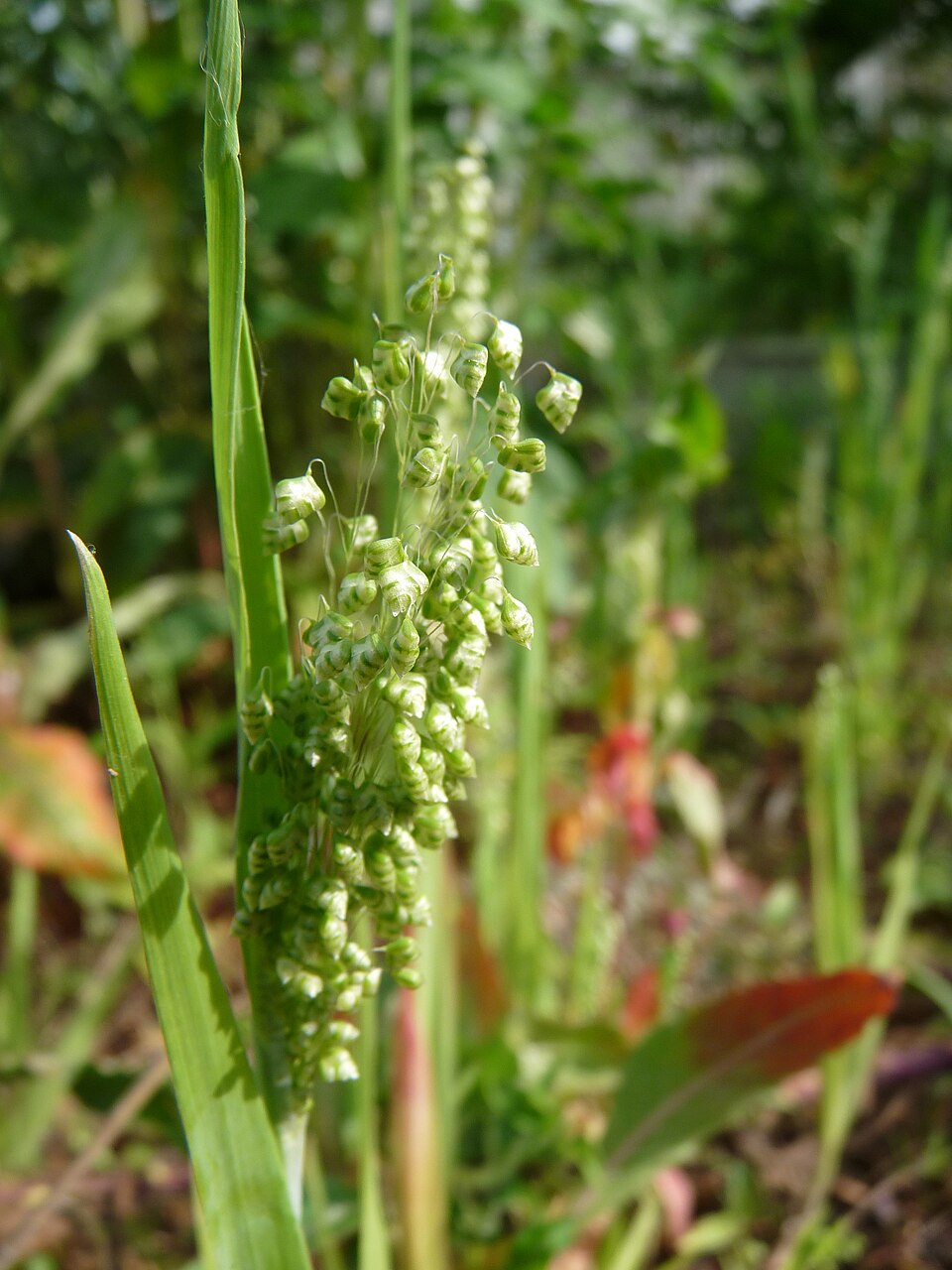Briza minor (Little quaking-grass) (alternate view 9)