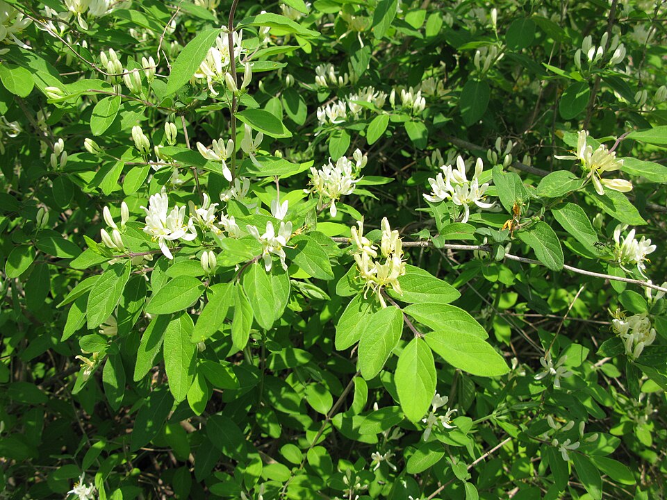 Lonicera morrowii (Morrow's honeysuckle)
