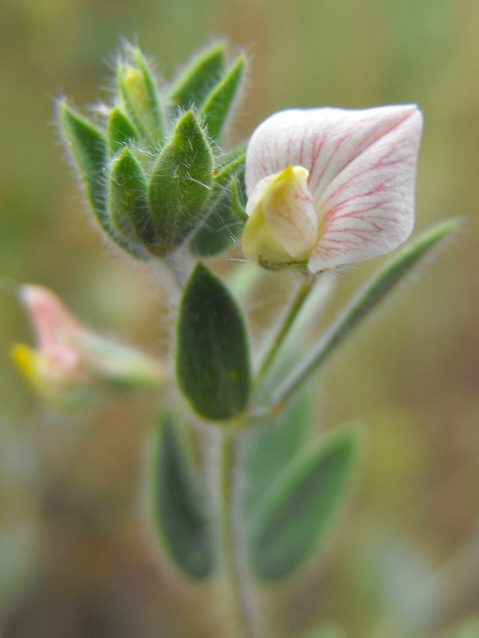 Acmispon americanus (Spanish clover) (alternate view 10)