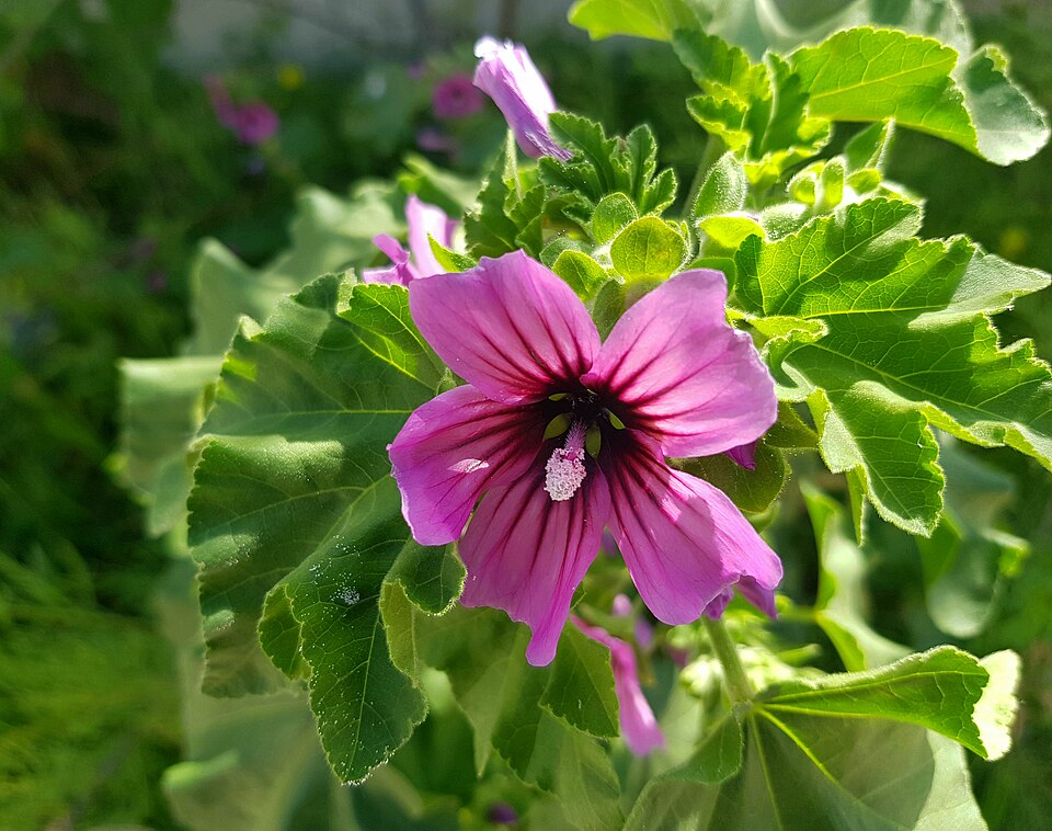 Malva arborea (Tree Mallow)