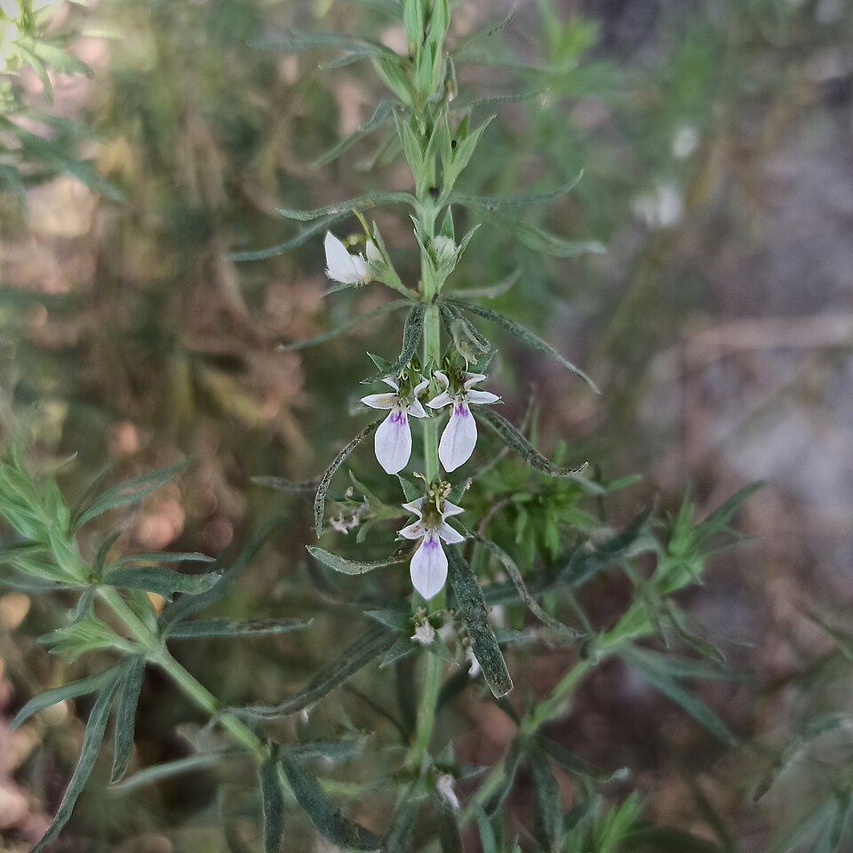 Teucrium (Woodsages) (alternate view 4)