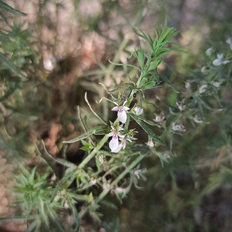 Teucrium (Woodsages) (alternate view 5)