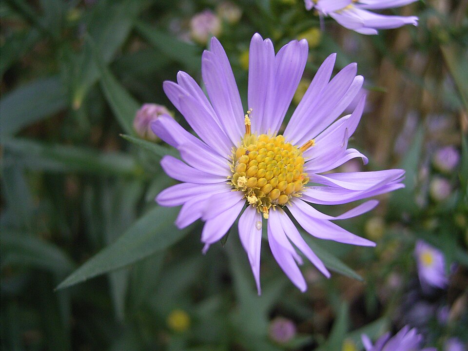 Symphyotrichum novi-belgii (New York aster)