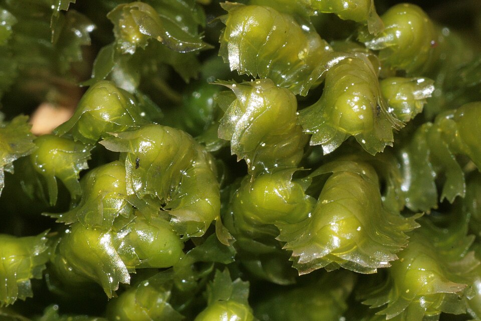 Bazzania trilobata (greater whipwort) (alternate view 8)