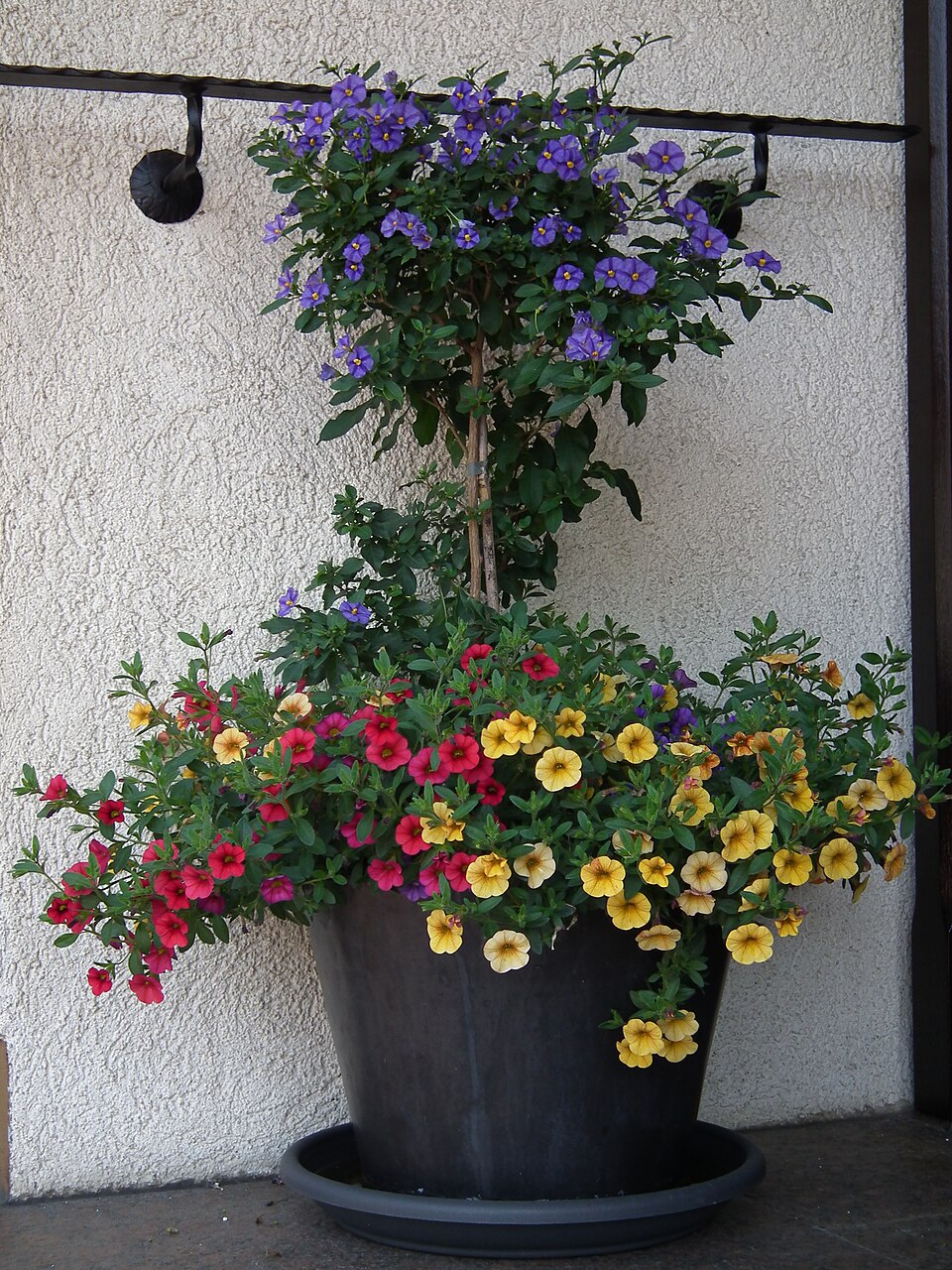 Lycianthes (alternate view 4)