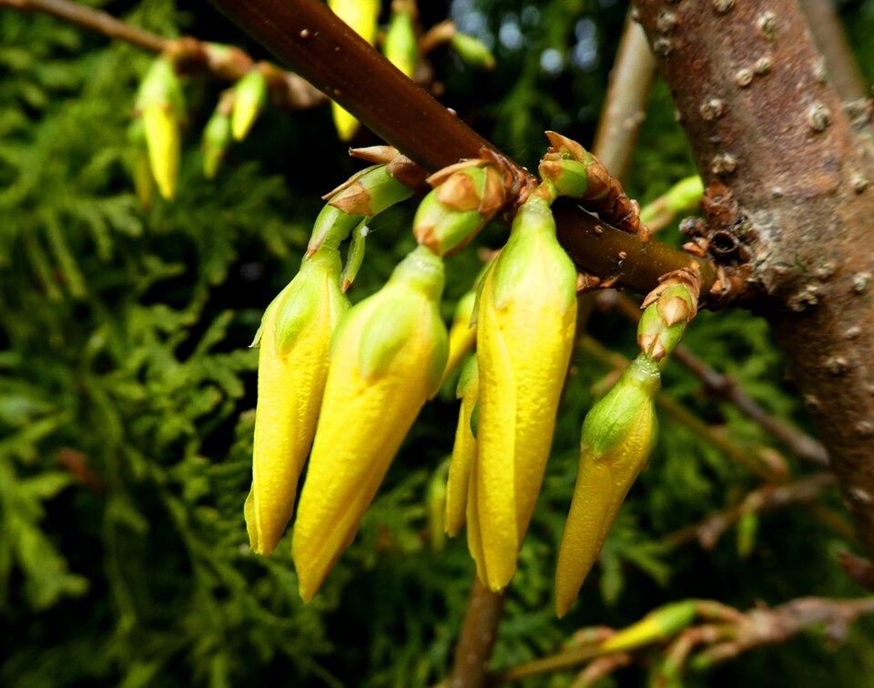 Forsythia x intermedia (hybrid forsythia) (alternate view 9)
