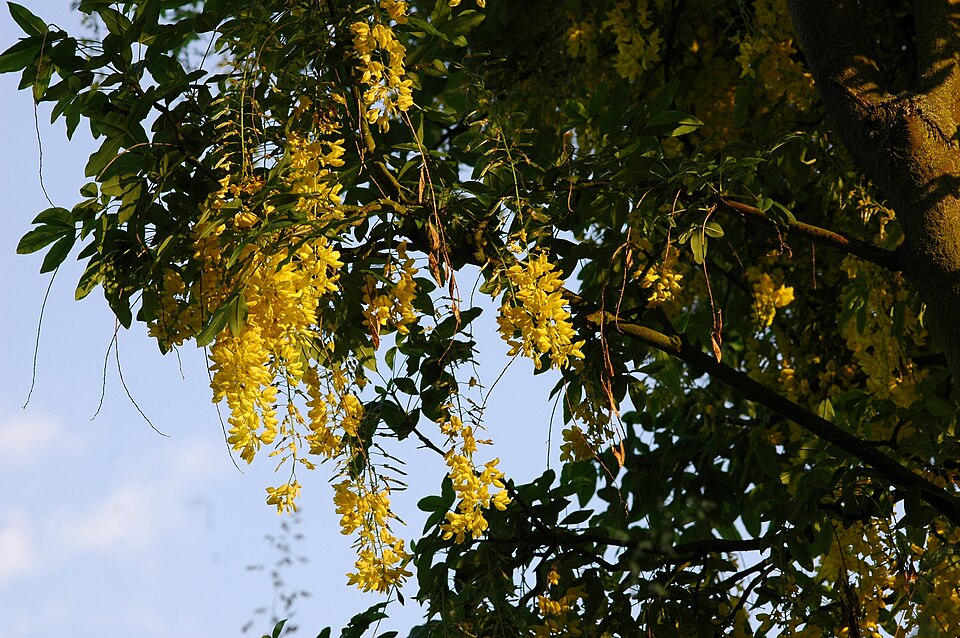 Laburnum x watereri (Goldenchain Tree) (alternate view 2)
