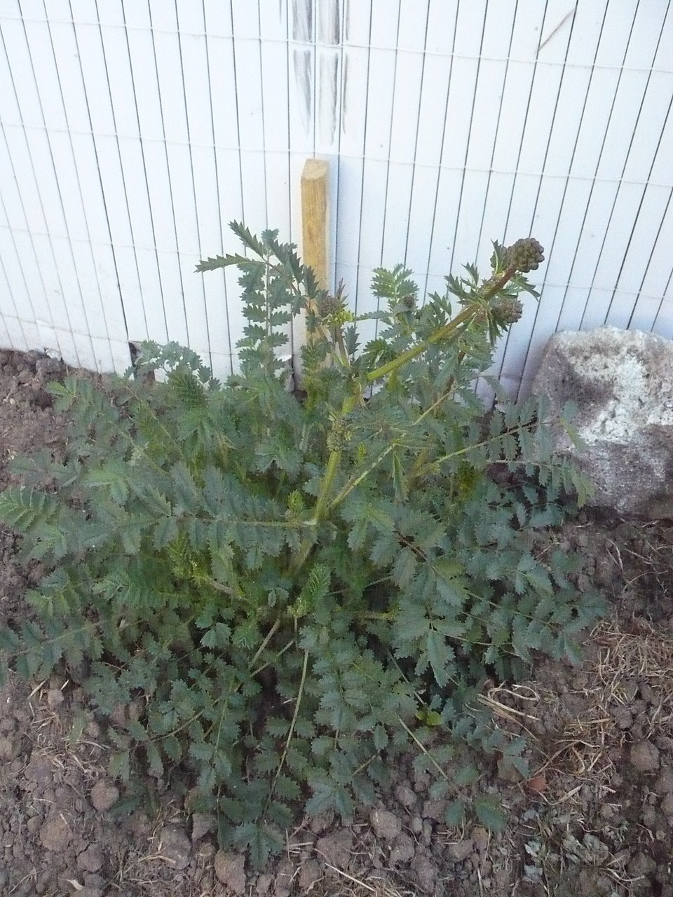 Sanguisorba minor (Salad Burnet)