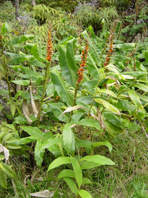 Zingiber officinale (Ginger) (alternate view 6)