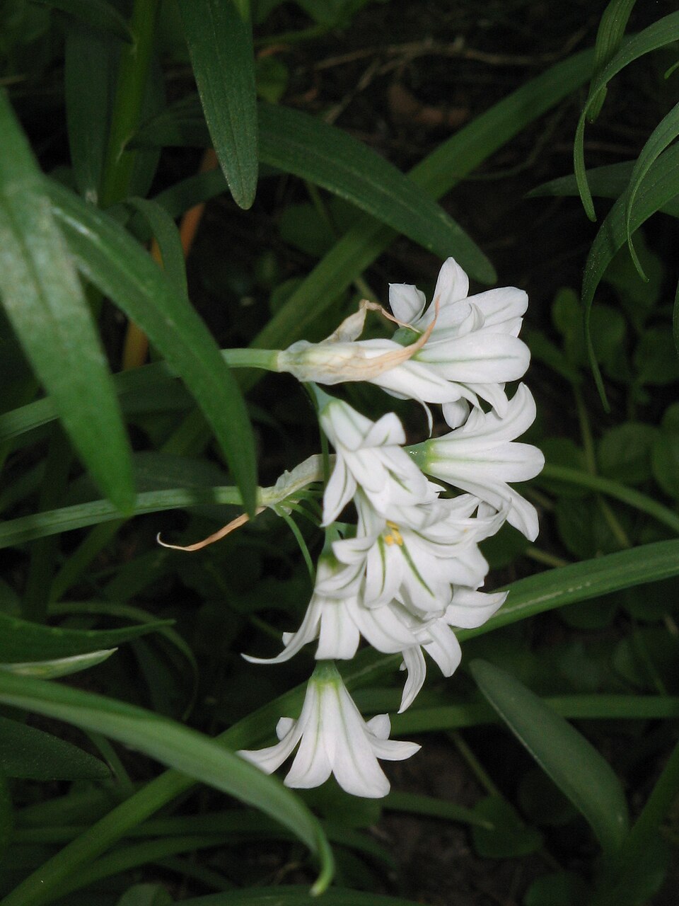 Allium triquetrum (Three-cornered garlic)