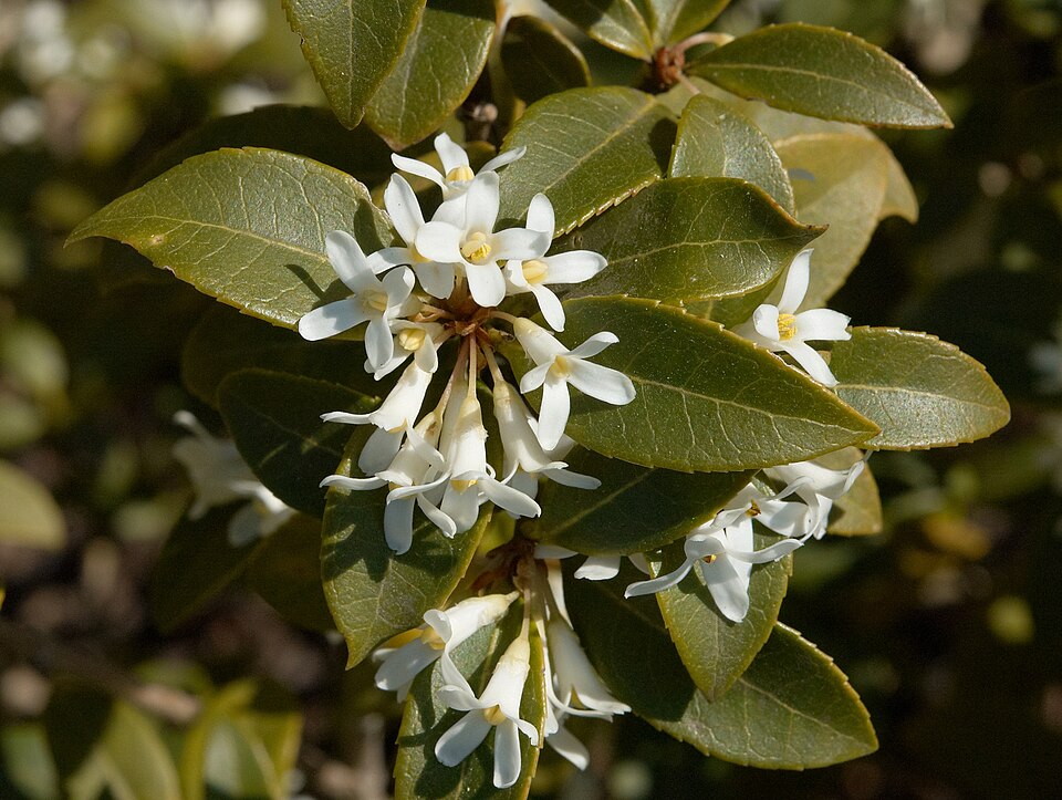 Osmanthus × burkwoodii (Burkwood Osmanthus) (alternate view 8)