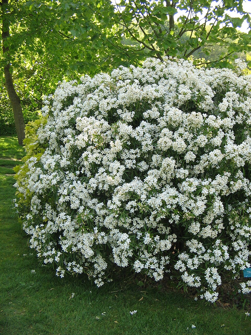 Choisya 'Aztec Pearl' (Mexican Orange Blossom) (alternate view 3)